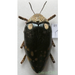 Sternocera castanea boucardii Saunders, 1874 Kenya +40mm45